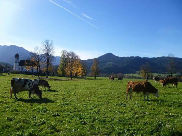 Natur für unsere Bio-Kühe!