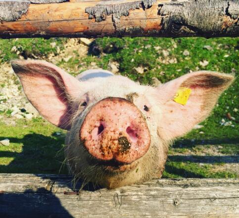 Schwein auf der Alm