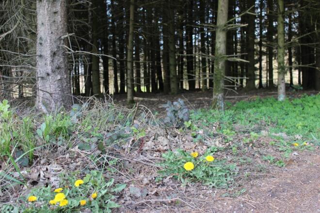 Wald Haula Enzenkirchen