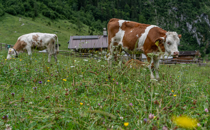 Kälber auf der Saletalm