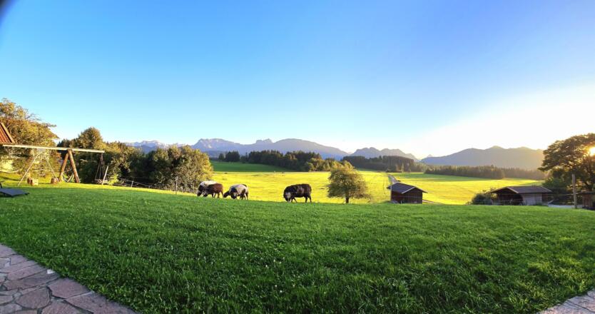 Bild Aussicht Schafe