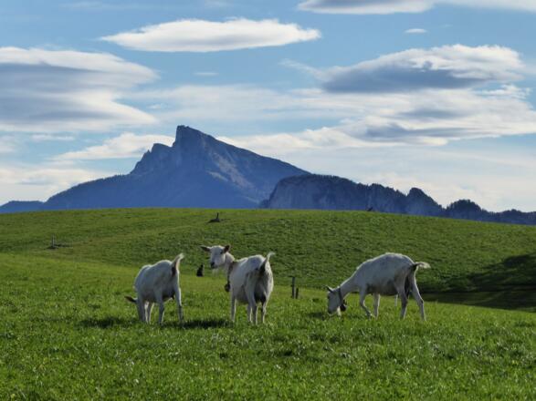 Der Schafberg grüßt herüber.