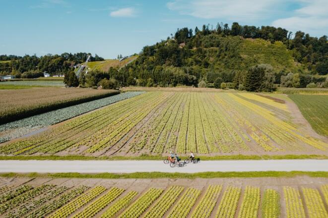 Radtour am Donauradweg Gemüsefeld Pupping Eferding Hinzenbach