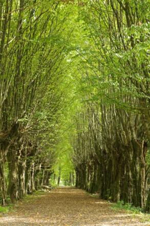 Hainbuchenallee