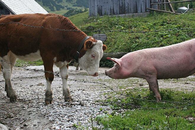 Tierkampf