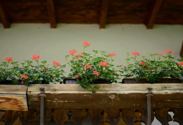 Aussenansicht im Sommer