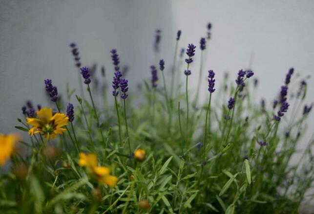 Aussenansicht im Sommer