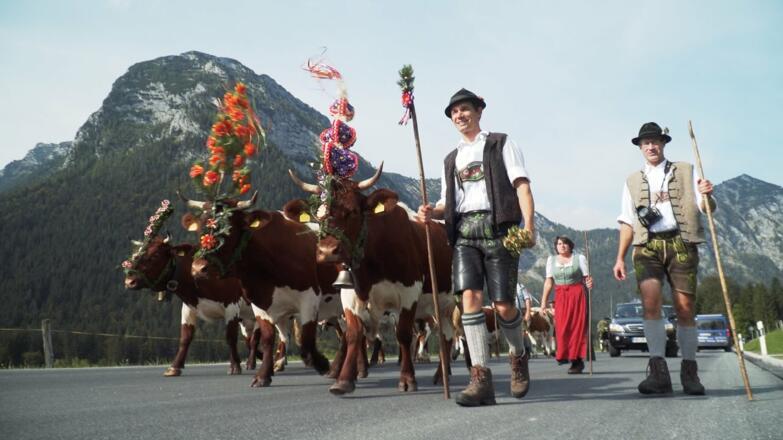 Almabtrieb beim Bergbauernhof Freidinglehen in Ramsau bei Berchtesgaden