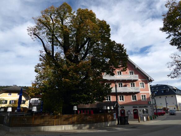 Die 400 Jahre alte Linde vor dem Informationsbüro. Der Weg zweigt nach links in die Ischlerbahnstraße ab.