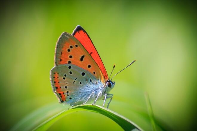 Schmetterling