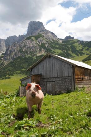 Langfeldhütte - Sau