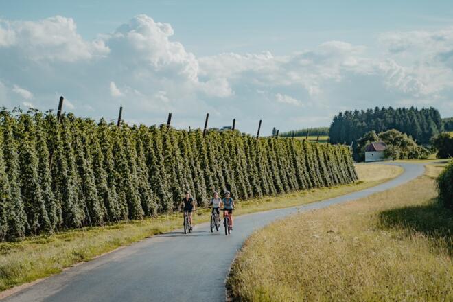 Hopfenfelder im Mühlviertler Granitland