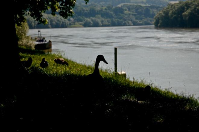 Donau bei Ottensheim