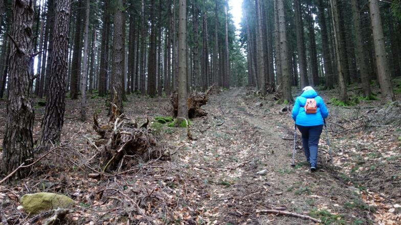 Steilanstieg im Wald