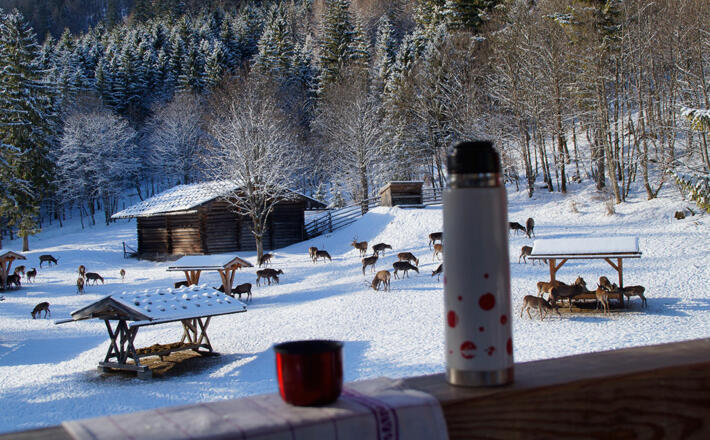 Barrierefreie Aussichtplattform an der Wildfütterung Klausbachtal