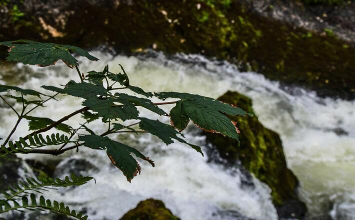 Das Wilde Wasser aus dem Schwarzbachloch