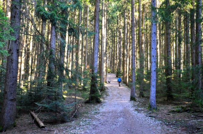 Durch den Nadelwald führt die Forststraße hinauf zur Neureuth.