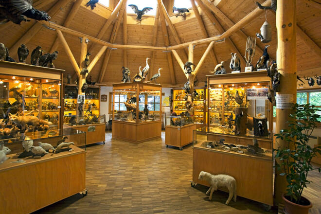 tierkundemuseum-bruckmuehl