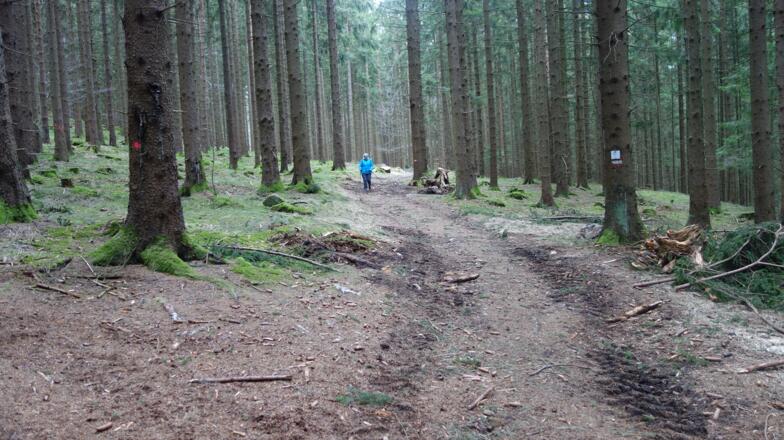Im Wald am markierten Weg 96 zurück