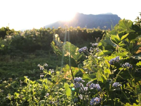 36002528_1471497352954182_1387797104063152128_n