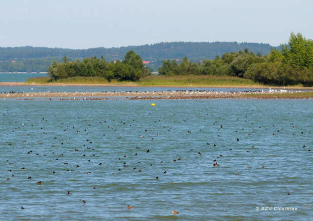 NatBeo#LG-jz-LG_JZI8583