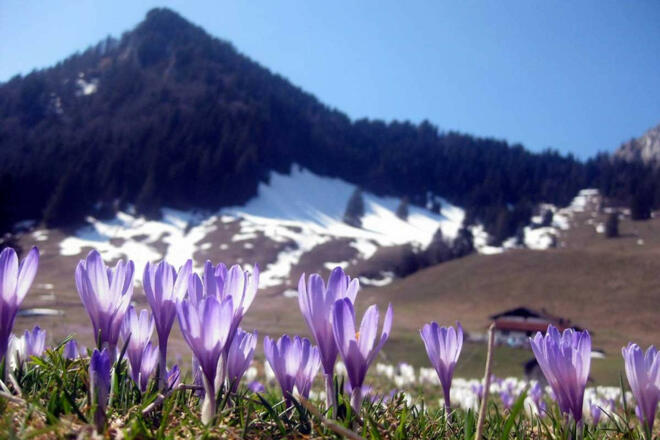 Krokusse-Heubergblick