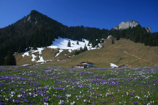 Krokusblüte-vor-den-Daffneralmen