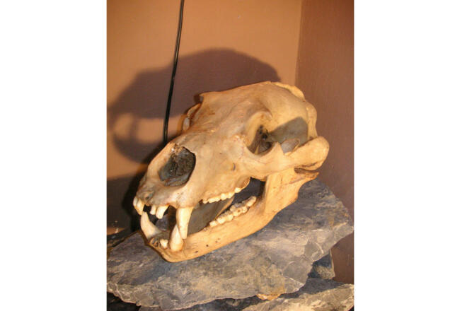 hoehlenmuseum-frasdorf-schaedel