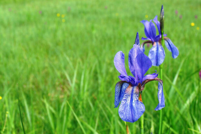 irisblüte -bergener -moos