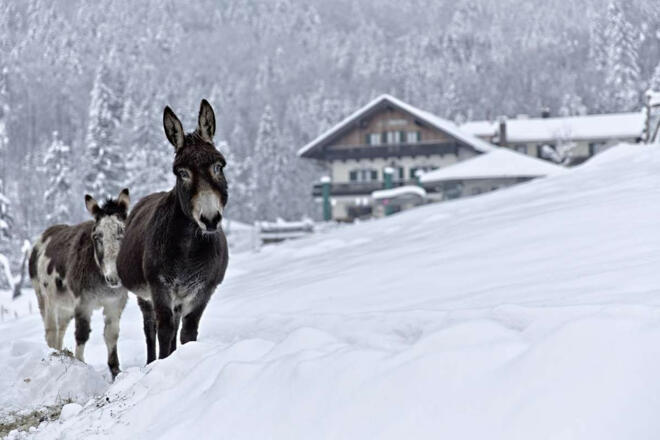 duftbrae- im-winter