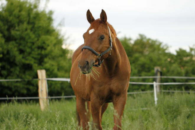 Pferd_Torsten Klemm_pixelio.de