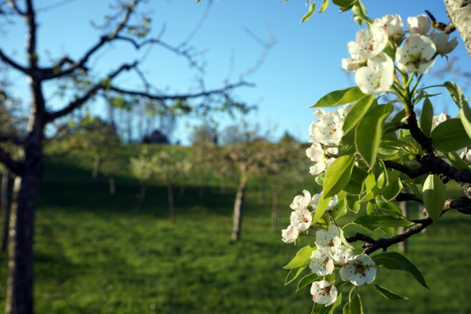 streuobstwiesen-samerberg