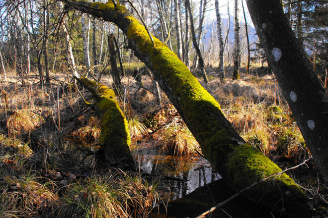 Kendlmühlfilzn_Bäume mit Moos