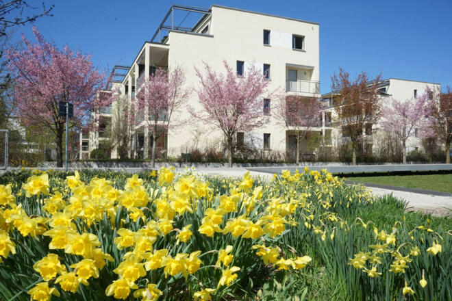 kirschbluete mangfallpark rosenheim