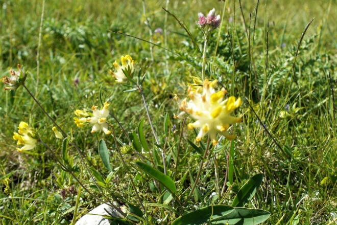 Bergblumen-Dalse-SMü (2)