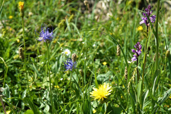Bergblumen-Dalse-SMü (5)