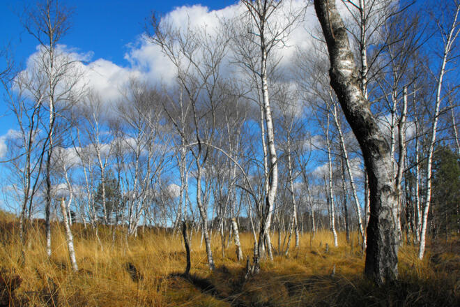 Kendlmühlfilzn_Birken