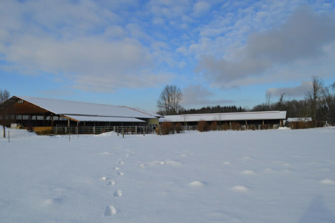 islandpferdehof-auensee-schnee