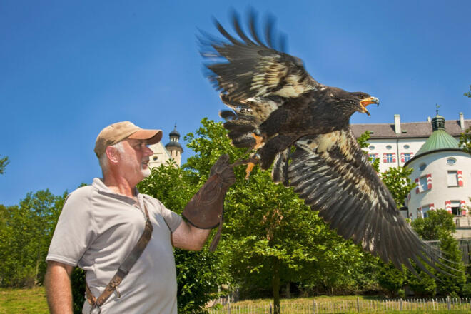 Falknerei Burghohenaschau
