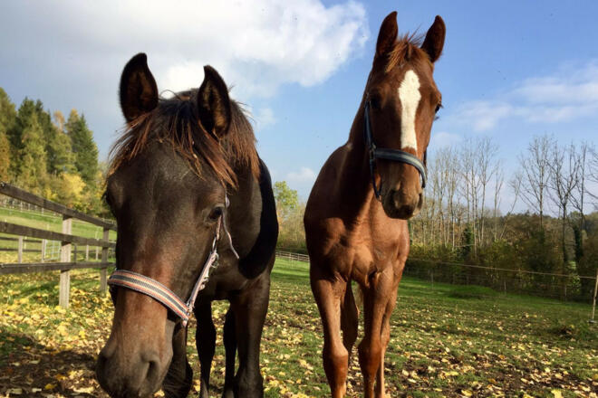 gut-ising-reitschule