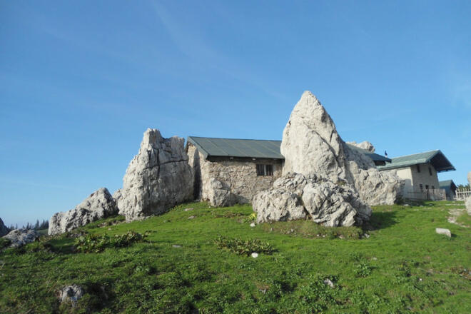Steinling auf der Steinlingalm