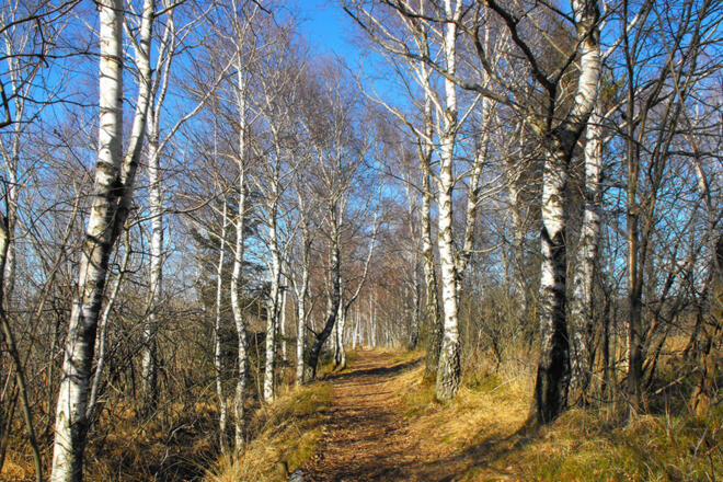 Kendlmühlfilzn_Wanderweg