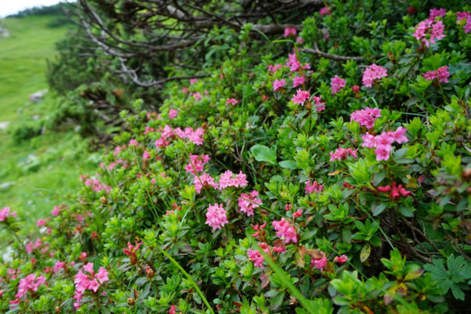 NSG Geigelstein (76)