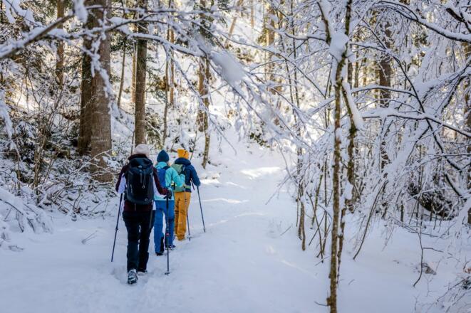 Scheffau_Winterwandern_Wald_Schnee_Wilder Kaiser