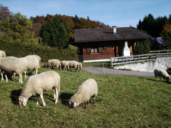 Auch Schafe gehörten in unsere Nachbarschaft