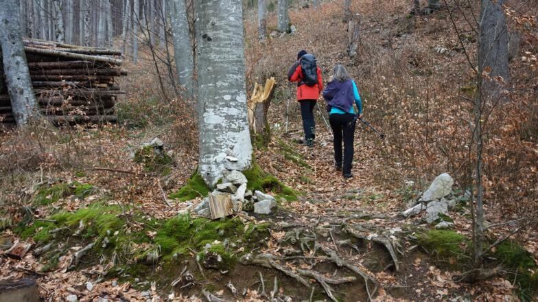 Schlussanstieg ~795m, über die Forststraße und steil an.