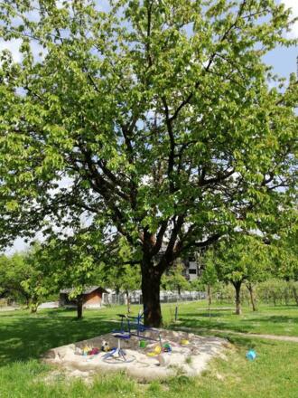 Sandkasten unterm Kirschbaum