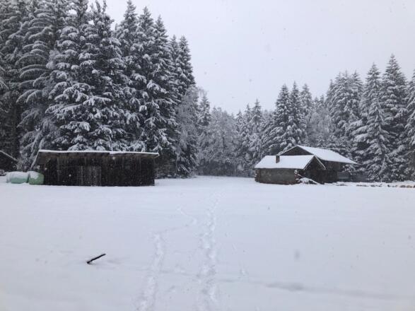 Scheunen im Wald. Blick zurück