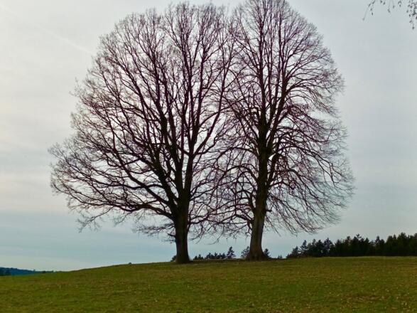 Baumpaar beim Kargerhof