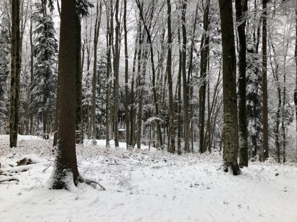 Waldweg an der Schwarzen Wand
